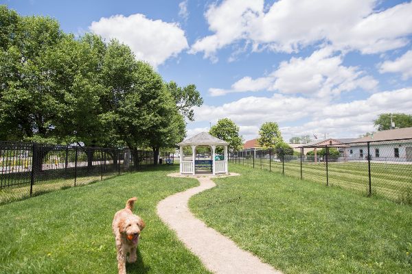 dog playing in private dog park | the charles at bexley