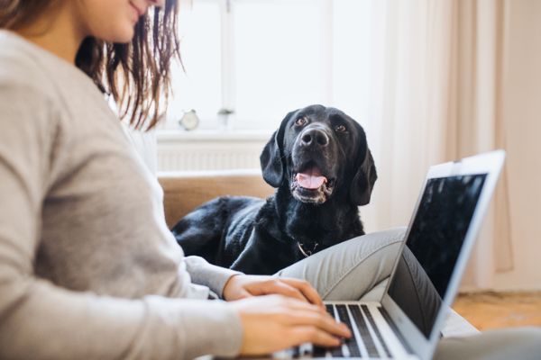 woman searching for apartments on laptop